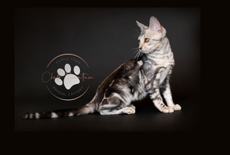 Bengal Kittens for sale near me